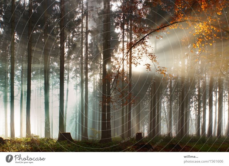 Sunbeams break through the forest Forest Landscape Autumn Beautiful weather tree Autumnal colours Deciduous tree Autumn leaves Tree stump Coniferous forest