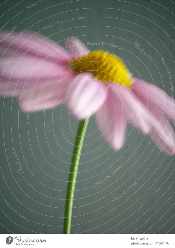 Pink Marguerite Yellow Green Plant Flower Blossoming Stalk Spring Beautiful