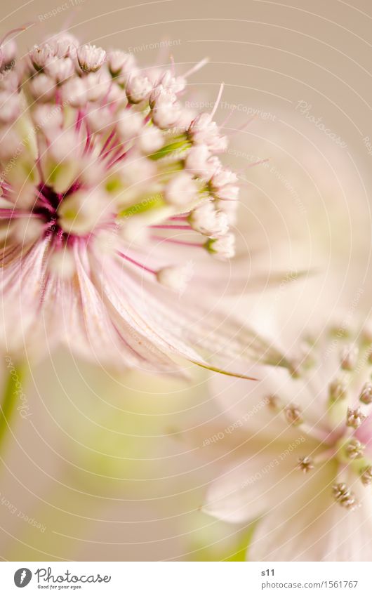 little flowers Nature Plant Flower Blossom Wild plant Astrantia Garden Blossoming Fragrance Faded Esthetic Elegant Beautiful Natural Round Green Pink White