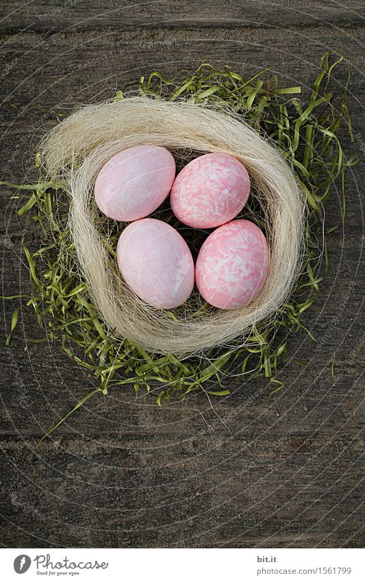 I don't think the chicken's artificial. Easter Creativity Tradition Easter egg Easter egg nest Easter Bunny Easter Monday Nest Wood Colour Exterior shot