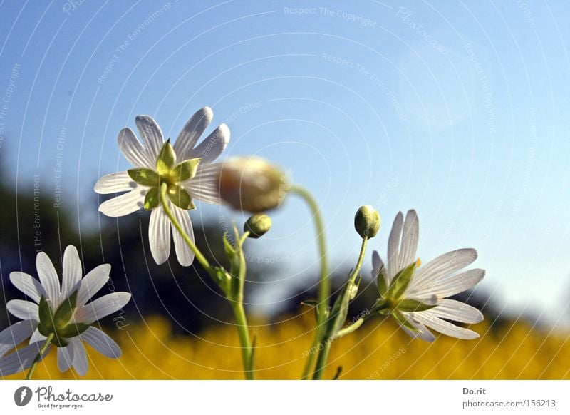 Flowers in the light Canola Spring Growth Bright Beautiful weather White Yellow Summer Blue sky Blossoming Ease Transience Joy of life Illuminate