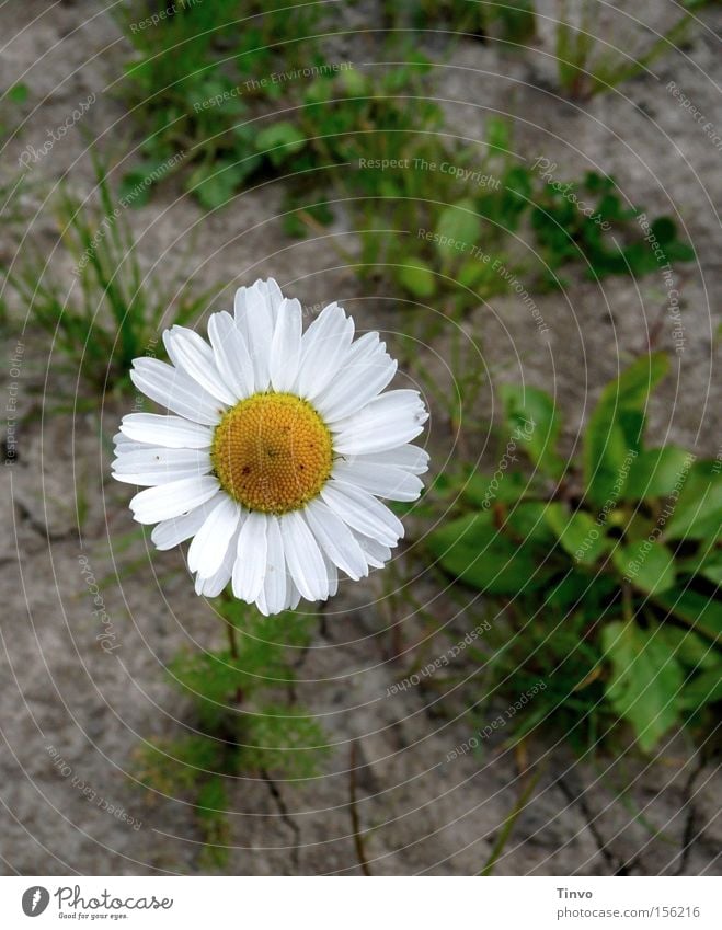 Chamomilla Chamomile Field Medicinal plant Daisy Family Healthy Badlands Plant loamy soil flower basket Field Chamomile Weed