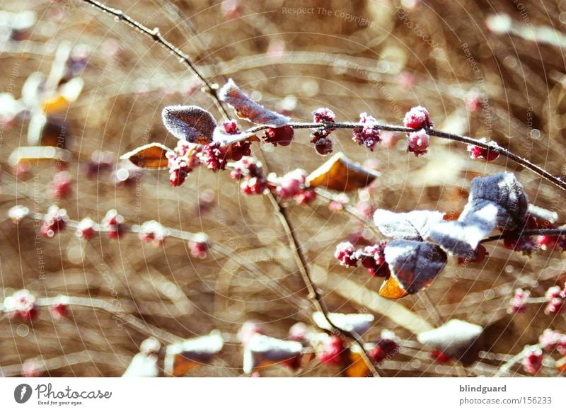 Cold Winter Morning Frost Bushes Berries Environment Nature Plant Leaf Freeze Hoar frost Branch Red Life Climate change Snow