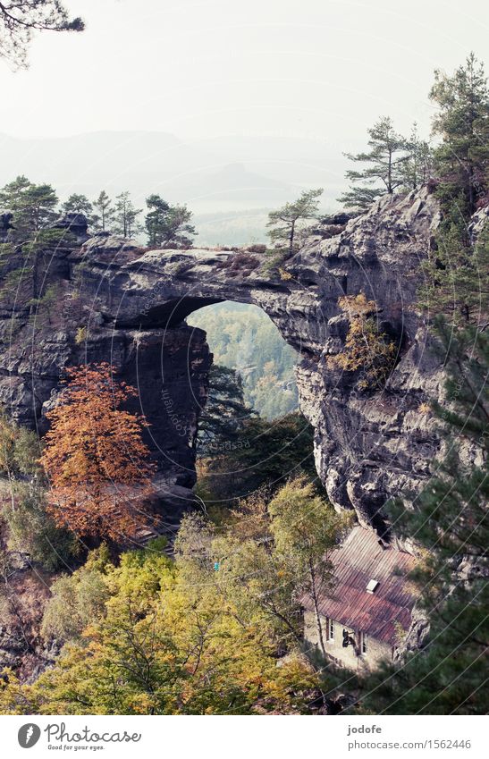 autumn Nature Landscape Plant Autumn Tree Forest Hill Rock Mountain Old Threat Retro Fear of heights Elbsandstone mountains Sandstone Dangerous Steep