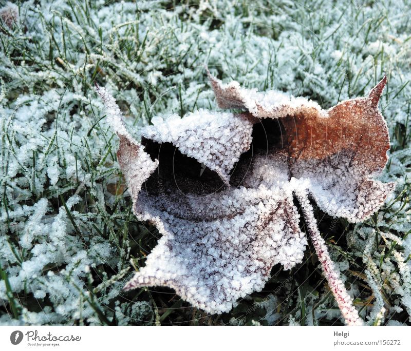 hoar-frosty Winter Cold Hoar frost Ice Ice crystal Grass Meadow Leaf Frost Limp Maple tree January December White Green Park Transience Helgi Snow