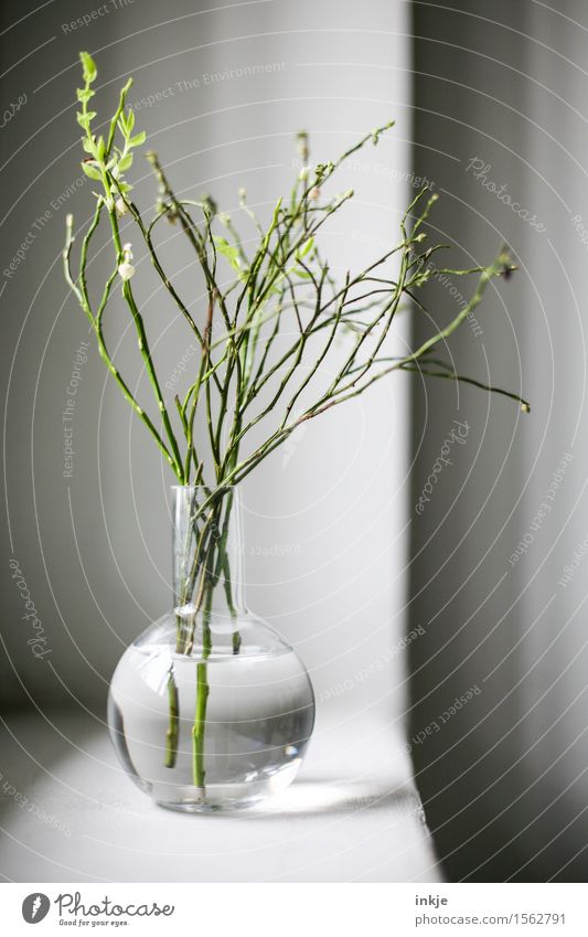 blueberry branch Lifestyle Style Living or residing Decoration Spring Twig Branch Blueberry Deserted Window glass vase Vase spring decoration Glass Fresh Round