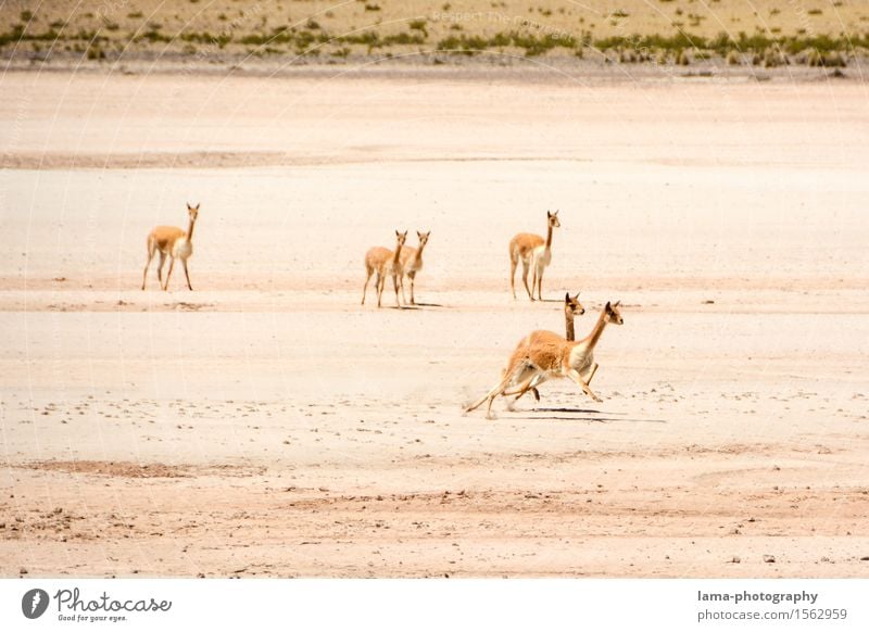 race Nature Mountain Andes Canyon Colca Canyon Peru Bolivia South America Llama Vicunja vicuna guanaco Vicugna Group of animals Catch Running Sporting event