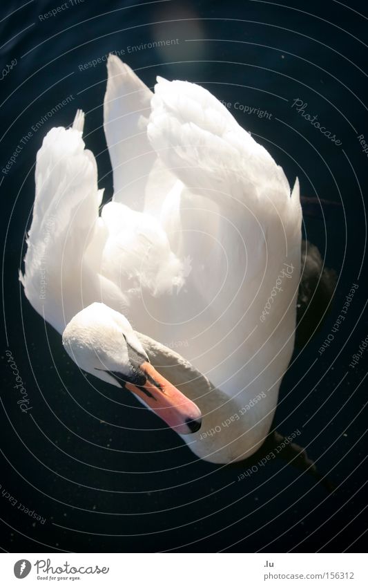 Swan over! Float in the water Feather Elegant Calm Beak Animal Water Winter White Bird Beautiful rapprochement Landwehr Canal Berlin Lens flare