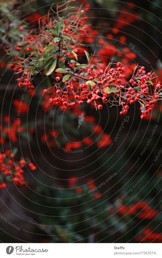 Firethorn with many red fruits Burning bush pyracantha Rose plants rosaceae ornamental shrub Berries red berries local plant native wild plant hedge plant