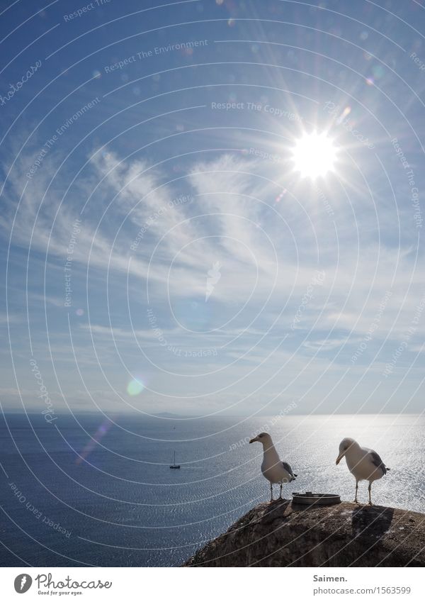 Tach also! Environment Nature Air Water Sky Horizon Sun Animal Wild animal Bird 2 Pair of animals Stand Seagull Clouds Corsica Sailboat Ocean Maritime