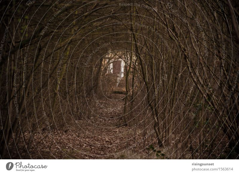 forest avenue Environment Nature Autumn Tree Bushes Forest Going Walking Hiking Threat Dark Creepy Brown Black Moody Adventure Fear Movement Loneliness