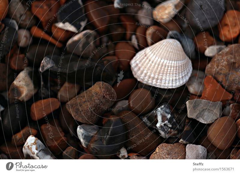 a clam on the rocky beach Pebble beach stones Mussel Stones on the beach North Sea Mussel Beach by the sea Sea mussel Cockle Mussel shell fragments Attentive