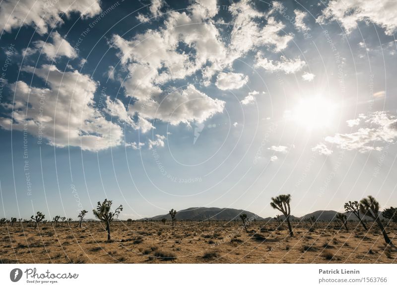 Joshua Tree National Park Life Harmonious Well-being Contentment Vacation & Travel Summer Sun Mountain Environment Nature Landscape Plant Sand Sky Clouds