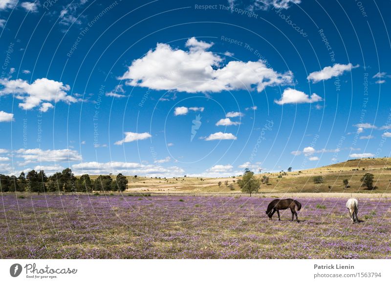 New Wales, Australien Beautiful Relaxation Vacation & Travel Summer Nature Landscape Animal Sky Clouds Weather Warmth Flower Grass Meadow Places Horse 2 Blue