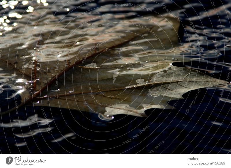 the end Leaf Black Death Autumn Go under Autumn leaves Maple leaf Water Grief Putrefy Dark background Close-up