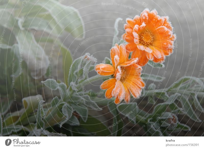 first November frost Flower Frost Autumn Orange 2 Lighting Marigold Garden Ice Fog Blossom Transience Plant Green Grief Hope Still Life Park Krafra