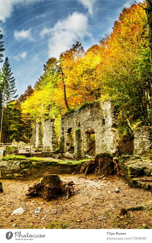 Real Fábrica de Municiones de Eugi Beautiful Mountain Nature Tree Moss Forest Rock Ruin Architecture Stone Green Destruction Photography image Consistency