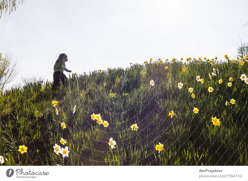 Picking flowers for daddy Vacation & Travel Tourism Trip Adventure Freedom Mountain Hiking Toddler Environment Nature Landscape Plant Animal Spring