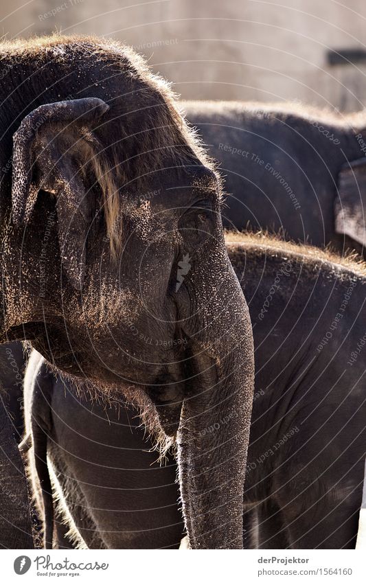 Indian elephant at the zoo Vacation & Travel Tourism Trip Adventure Far-off places Freedom Sightseeing City trip Safari Expedition Environment Nature Animal