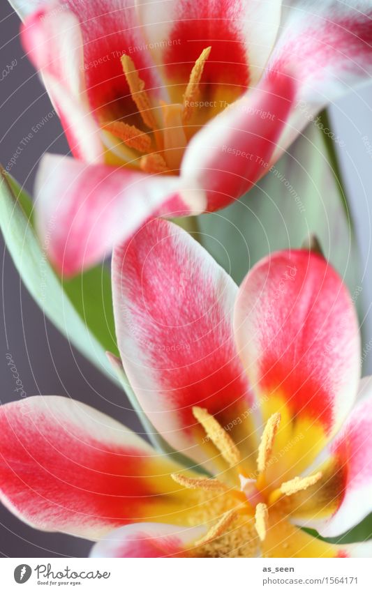 flower power Life Harmonious Easter Environment Nature Plant Spring Tulip Blossom Blossom leave Stamen Pistil Pollen Bouquet Blossoming Illuminate Growth