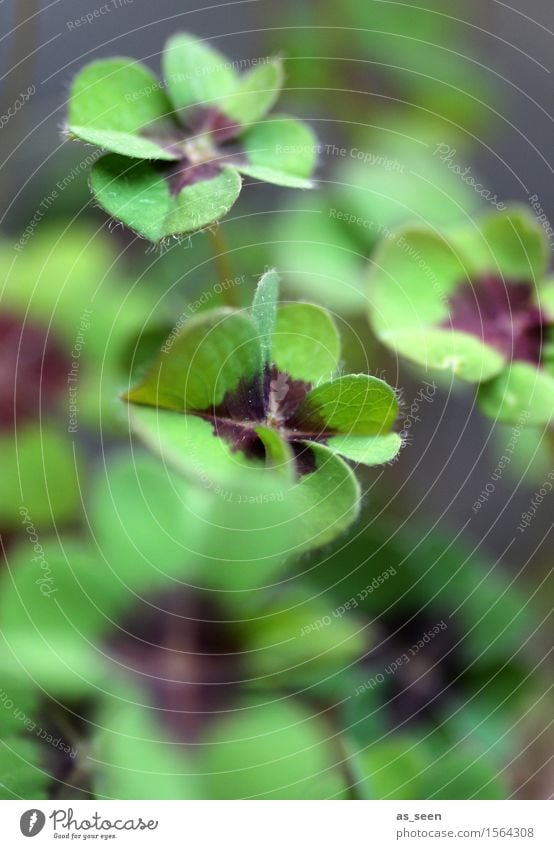 Living happiness Healthy Wellness Life New Year's Eve Environment Nature Plant Spring Summer Leaf Pot plant Cloverleaf Four-leafed clover Four-leaved Garden