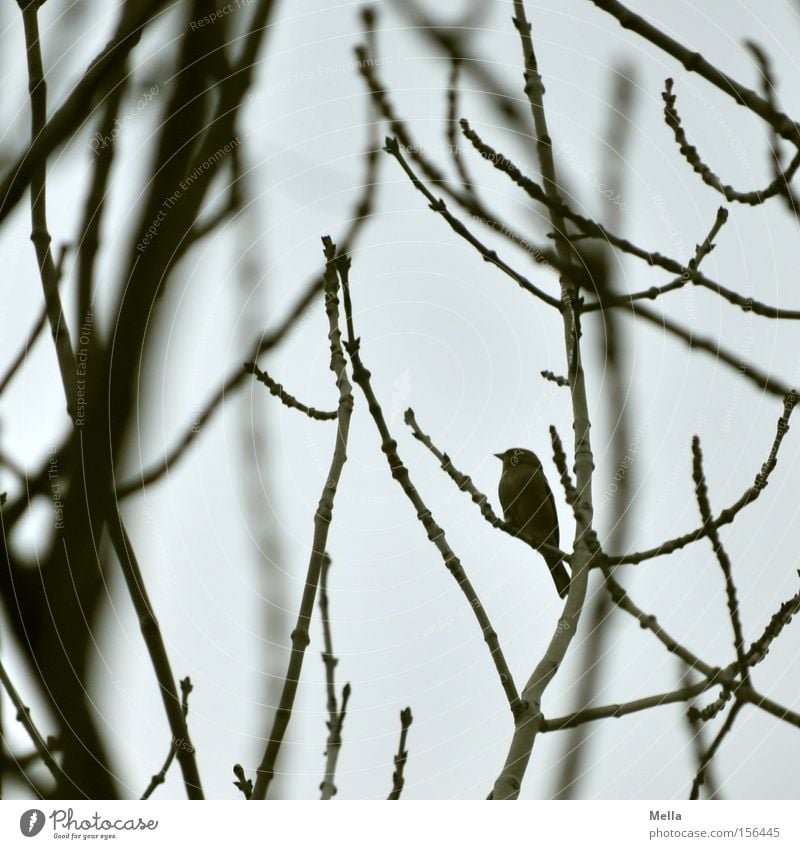 mini Tree Bushes Bird Small Gloomy Gray Diminutive Goblin Dwarf Branch Twig Branchage Dreary Colour photo Subdued colour Day Twilight