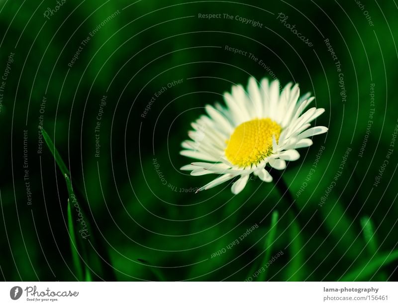 jump break Daisy Marguerite Flower Bouquet Blossom Spring Meadow Flower meadow Grass Macro (Extreme close-up) Sprout Blade of grass Close-up