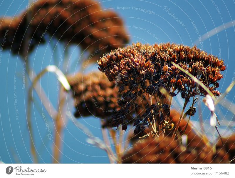 in memory of sunny days Flower Meadow Nature Sky Grass Spring Autumn Dry Dried Shriveled Blue Illuminate Exterior shot