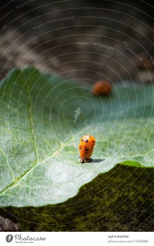 metamorphosis Environment Nature Plant Animal Spring Leaf Garden Wild animal Baby animal Movement To hold on Growth Green Orange Patient Life Beginning