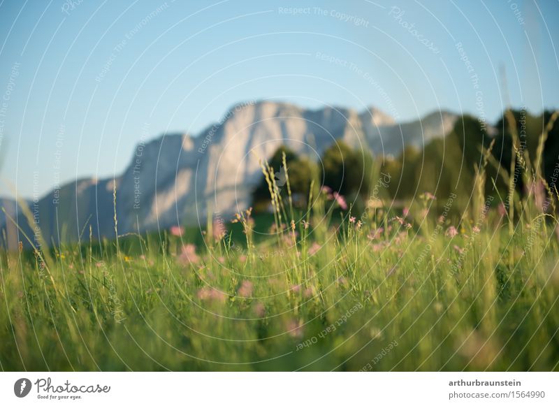 Flower meadow in front of mountain panorama Leisure and hobbies Vacation & Travel Tourism Trip Summer Summer vacation Mountain Hiking Environment Nature