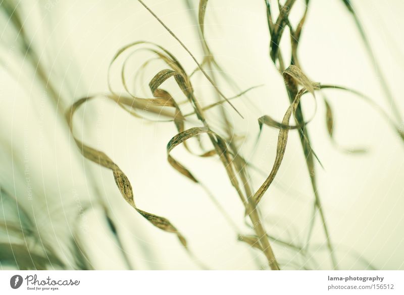 filigree Grass Blade of grass Leaf Common Reed Spiral Delicate Fine Macro (Extreme close-up) Nature Lakeside River bank Wind Close-up ruffle