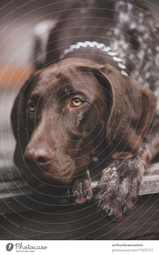 Hunting dog on wooden terrace Leisure and hobbies Trip House (Residential Structure) Hut Brunette Short-haired Animal Pet Dog Animal face Pelt Paw Hound 1