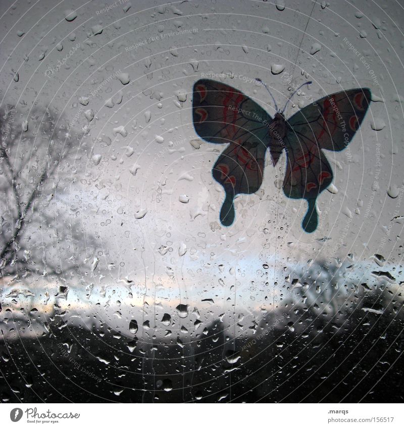 Messenger Colour photo Subdued colour Abstract Landscape Animal Drops of water Horizon Weather Rain Thunder and lightning Tree Bushes Window Butterfly Glass