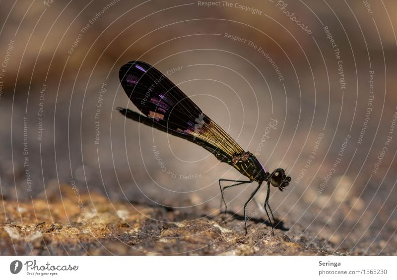 And another dragonfly. Nature Plant Animal Park Meadow Virgin forest Hill Rock Coast Lakeside River bank Beach Bay Wild animal Fly Animal face Wing Dragonfly