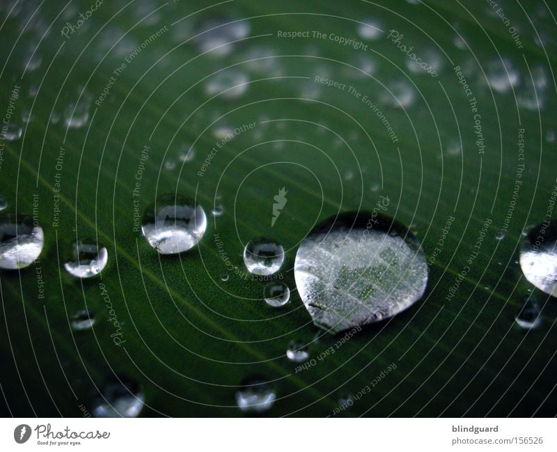 555 Waterdrops Tears Rain Drops of water Leaf Glittering Reflection Green Macro (Extreme close-up) Wet Life Fresh Close-up Reflection & Reflection