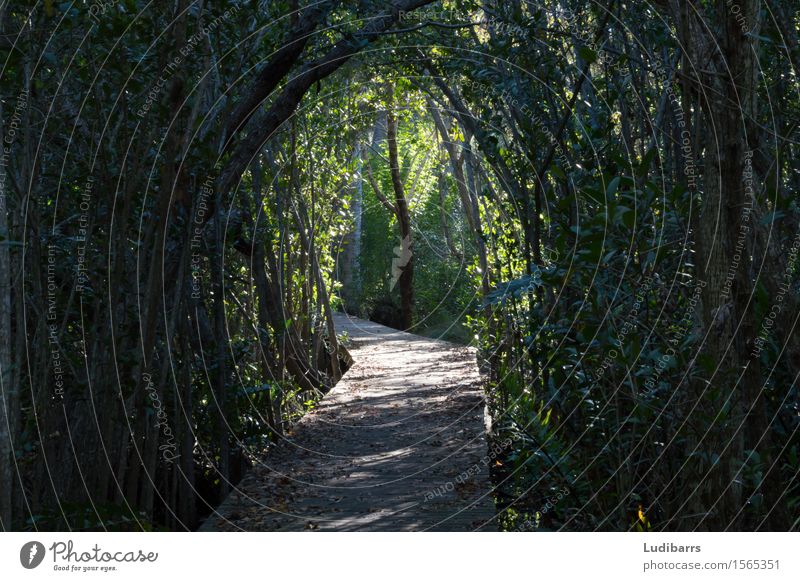 Archway trees with path Beautiful Environment Nature Landscape Plant Earth Tree Leaf Foliage plant Forest Lanes & trails Growth Green arch branches Deck