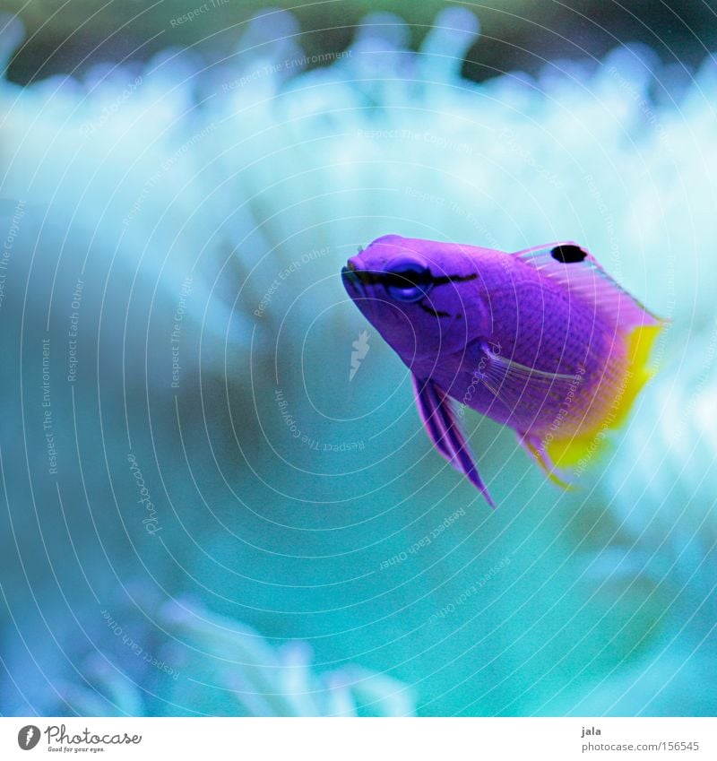 AQUARIUM EXPERIENCE #12 Caribbean Sea Violet Yellow Pink Two-tone Fish Ocean Aquarium Close-up Sea water Underwater photo Water royal fairy perch Gramma loreto