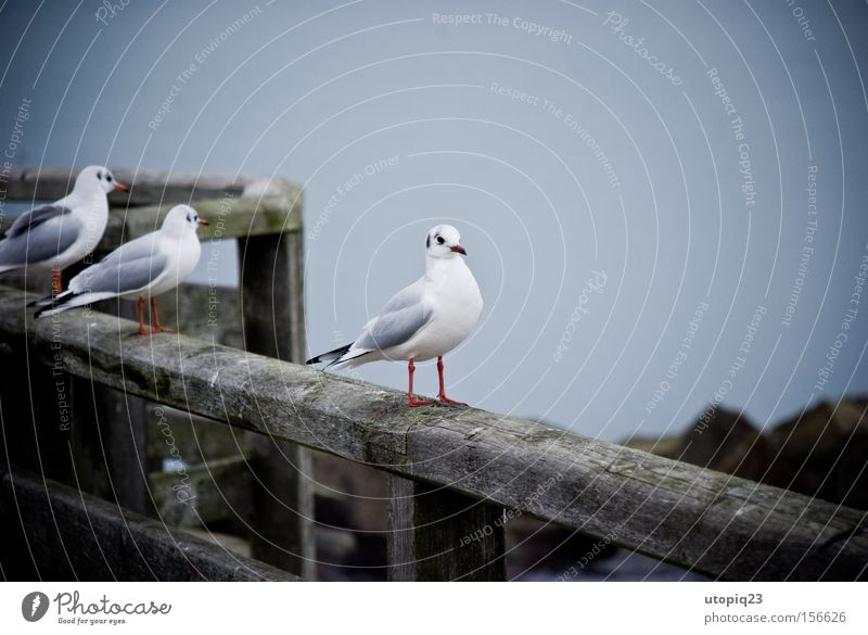 three is one too many Bird Gray Ocean Cold Baltic Sea Calm Coast Wood Derelict Weathered Footbridge Seagull Individual Sin Exterior shot Winter Germany