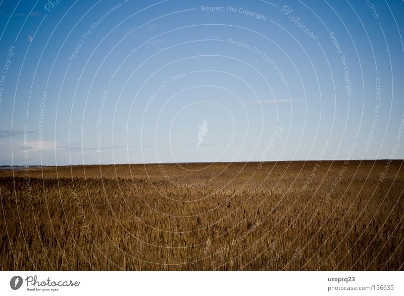 The scarecrow is hiding Sky Boddenlandscape NP Field Landscape Far-off places Clouds Blue Brown Yellow Coast Lakeside reed