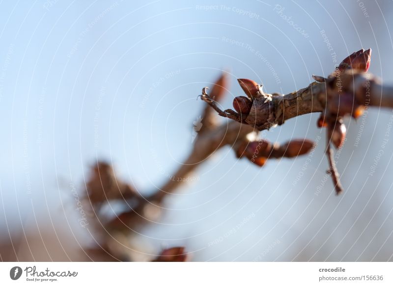 herald of spring Blossom Leaf Plant Bushes Bud Leaf bud Spring Winter Delivery person Sky Macro (Extreme close-up) Close-up Beautiful