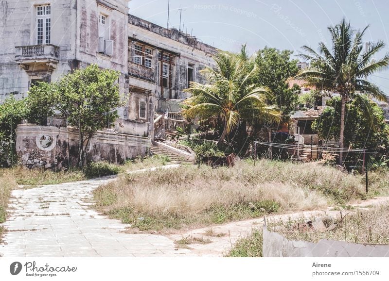 dreamed Palm tree Havana Cuba Town Deserted House (Residential Structure) Dream house Ruin Park Building Villa Farmhouse Facade Garden Old Large Hot Bright