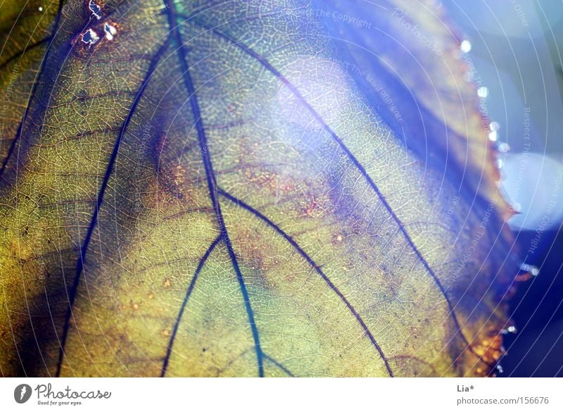 hope Life Autumn Tree Leaf Old Sadness Hope Beginning Transience Time Aperture Concealed Backwards Goodbye Close-up Macro (Extreme close-up) Light Lighting