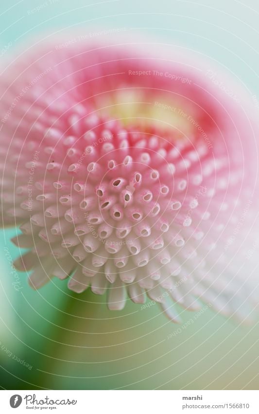 BellyLove Nature Plant Flower Leaf Blossom Moody Delicate Daisy belly Pink Spring Flowering plant Blur Summer Colour photo Exterior shot Close-up Detail