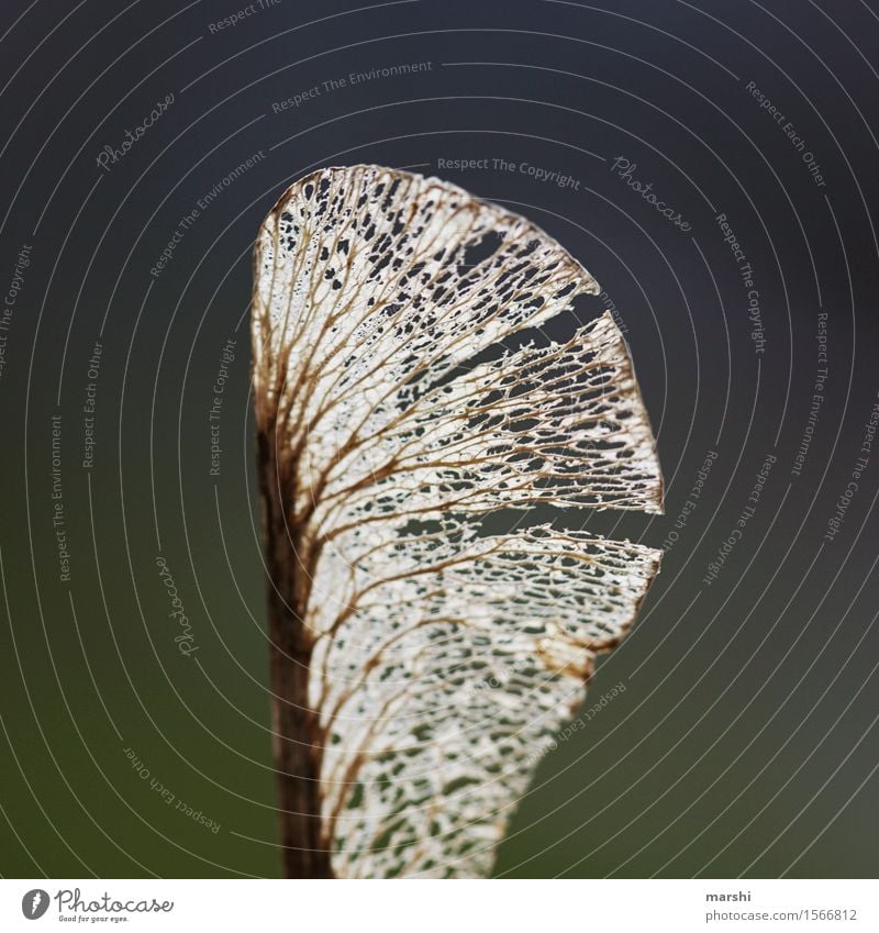 filigree Plant Leaf Moody Maple tree Fragile Delicate Rachis Shriveled Garden Wing Colour photo Exterior shot Close-up Detail Macro (Extreme close-up)