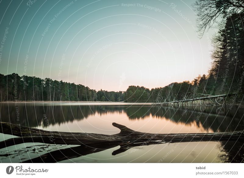 evening mood Nature Landscape Plant Water Sky Cloudless sky Horizon Beautiful weather Tree Forest Lakeside Loneliness Freedom Idyll Far-off places Tree trunk