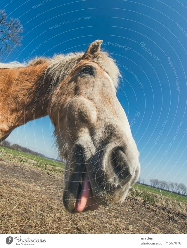 Rosinante Landscape Cloudless sky Horizon Spring Beautiful weather Grass Animal Pet Horse Animal face 1 Laughter Blue Brown Green Pink Tongue