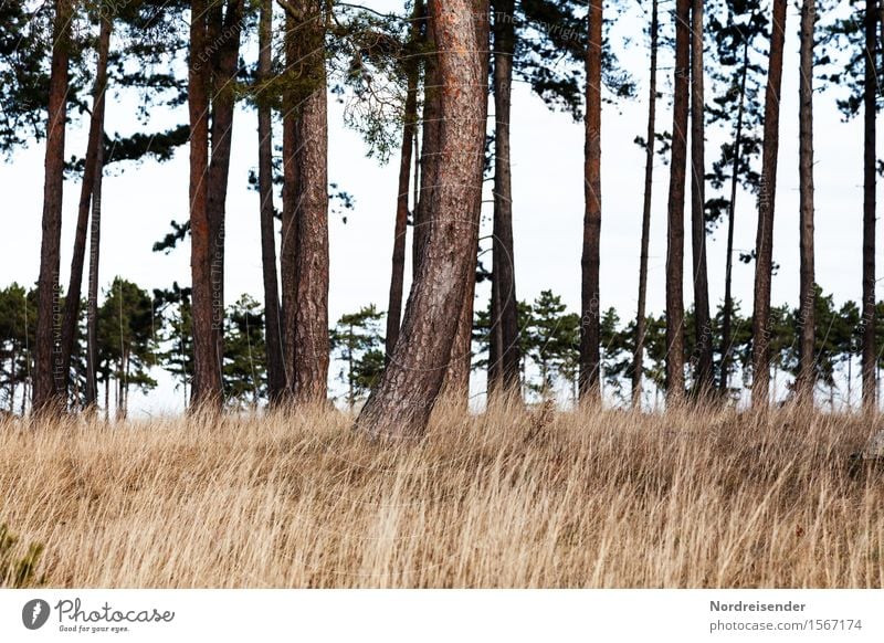 Soft grass Trip Hiking Nature Landscape Plant Spring Summer Tree Grass Meadow Forest Warmth Loneliness Relaxation Idyll Calm Moody Clearing Pine