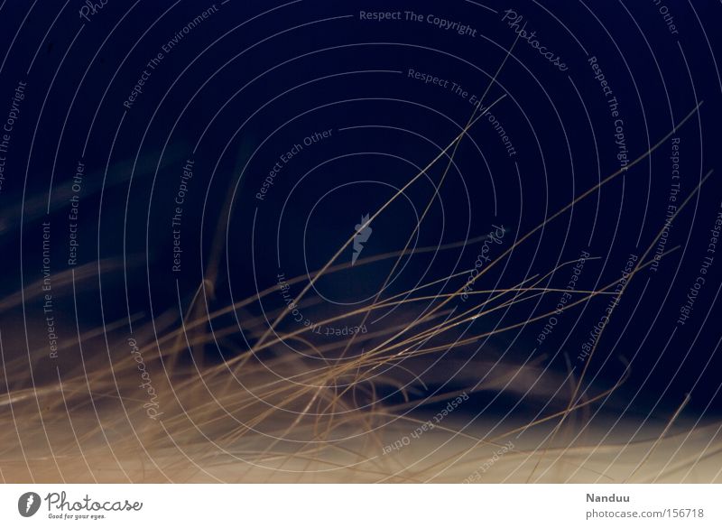 I'm fluffy. Pelt Hair and hairstyles Fine Soft Macro (Extreme close-up) Close-up Dark Blue Orange Blonde Cuddly Human being Beautiful Transience body hair