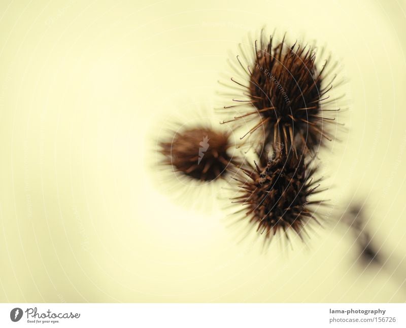 prickly balls Nature Thorn Plant Flower Autumn Bud Leaf bud Macro (Extreme close-up) Bushes Fine Thorny Brown Desert Close-up Wild animal