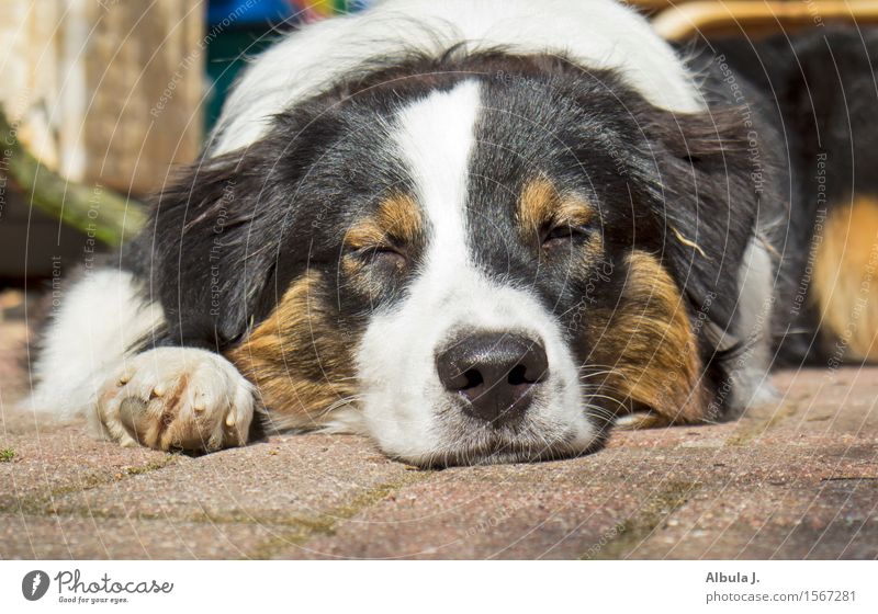 Watchdog? Pet Dog Animal face 1 Observe To enjoy Lie Sleep Dream Happy Cuddly Warmth Brown Black White Contentment Trust Love of animals Peaceful Watchfulness